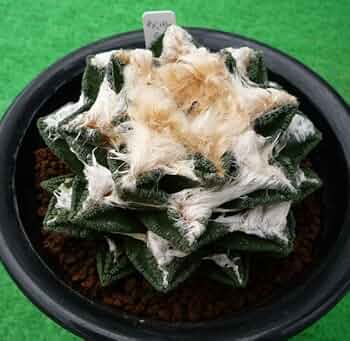 B*k様 亀甲牡丹ヒント二ー 実生 鉢植え メルカリ便送料込み 51kDU+mjqmL._UF350,350_QL50_.jpg